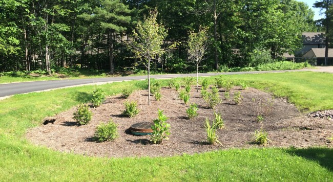 Fully planted Bioretention Facility, complete with Red Maples, Redosier Dogwoods, Winterberry, Cardinal Flowers, Blue Flags, and Cutleaf Coneflowers.
