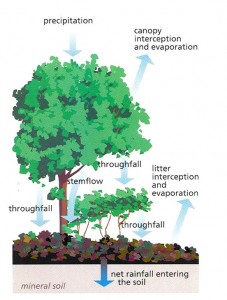 Forest Hydrologic Cycle
